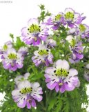 Pokojov� rostliny: Jednolet� > �izantus (Schizanthus)