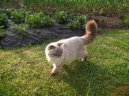 Ko�ky:  > Skotsk� klapouch� ko�ka (Scotish Fold Cat)