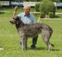 Ps� plemena:  > Skotsk� jelen� pes (Scottish Deerhound)