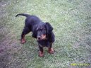 Ps� plemena:  > Skotsk� setr, Gordonsetr (Scotch Setter, Gordon Setter)