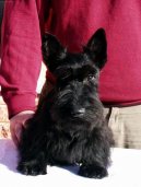 Ps� plemena:  > Skotsk� teri�r (Scottish Terrier)