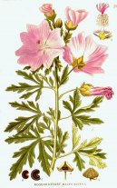 :  > Sl�z P�ehl�en� (Malva neglecta Wallr.)