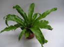 Pokojov� rostliny: Kapradiny > Slezin�k (Asplenium scolopendrium)
