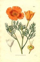 :  > Sluncovka Kalifornsk� (Eschscholzia californica)