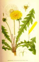 :  > Smetanka L�ka�sk� (Taraxacum officinale)