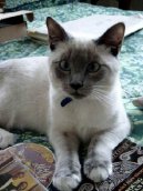 Ko�ky:  > Snowshoe