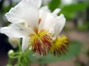 :  > Sparm�nie, pokojov� lipka (Sparmannia)