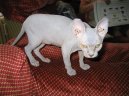 Ko�ky:  > Sphynx (Sfynx Cat)