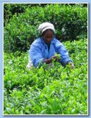 Fotky: Sr� Lanka (cestopis) (foto, obrazky)