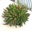 :  > Stap�lie, smrdutka (Stapelia)