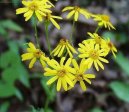 :  > Star�ek Rowle�v (Senecio rowleyanus)