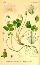 Pokojov� rostliny:  > ��avel Kysel� (Oxalis acetosella L.)