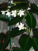 Stefanotis, v�ncovec kv�tnat�