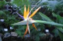 :  > Strel�cie (Strelitzia)