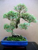 Strom tis�ce hv�zd, serisa