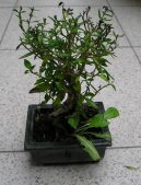 :  > Strom tis�ce hv�zd, serisa (Serissa foetida)