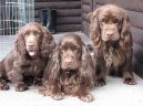 Ps� plemena:  > Sussex �pan�l (Sussex Spaniel)