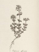 :  > Sv�tl�k L�ka�sk� (Euphrasia officinalis)