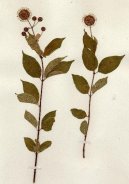 :  > Sv�zel (Galium)