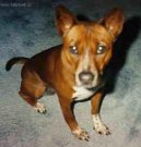 Ps� plemena:  > Telomian