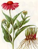 Pokojov� rostliny:  > Ter�ovka �zkolist� (Echinacea angustifolia)