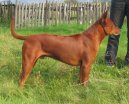 Fotky: Thajsk� ridgeback (foto, obrazky)