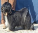 Ps� plemena:  > Tibetsk� teri�r (Tibetan Terrier)