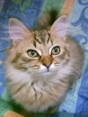 Ko�ky: Velmi temperamentn� > Tiffany ko�ka (Tiffany Cat / Chantilly)