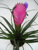 Pokojov� rostliny:  > Tillandsie (Tillandsia)
