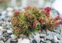 Pokojov� rostliny:  > Tlustice (Crassula)