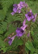 Pokojov� rostliny:  > To�ivka (Streptocarpus)