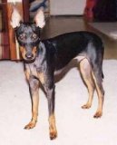 Ps� plemena: Mal� > Anglick� toy-teri�r (Toy Terrier)