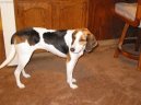 Ps� plemena:  > Treeing Walker Coonhound