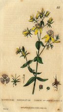 Pokojov� rostliny:  > T�ezalka Te�kovan� (Hypericum perforatum)