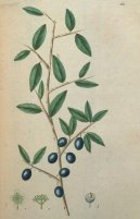 :  > Trnka Obecn� (Prunus spinosa L.)