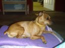 Ps� plemena:  > Trpasli�� pin� (Zwergpinscher)