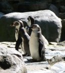 :  > Tu���k humboldt�v (Spheniscus humboldti)