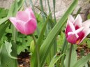 :  > Tulip�n (Tulipa)