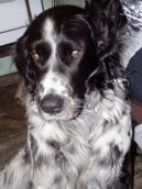 Ps� plemena:  > Velk� m�nsterlandsk� oha� (Large Munsterlander)