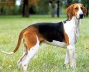 Ps� plemena:  > Velk� francouzsko-anglick� trikolorn� honi� (Great Anglo-French Tricolour Hound)