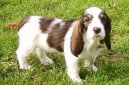 Ps� plemena:  > Velk� vend�esk� hrubosrst� baset (Grand basset griffon vendeen)