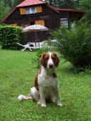 Ps� plemena:  > Vel��pringr�pan�l (Welsh Springer Spaniel)