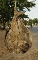 Fotky: V�chodn� Timor (foto, obrazky)