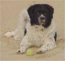 Ps� plemena:  > Wetterhoun, Wetterhound (Frisian Water Dog, Wetterhoun)