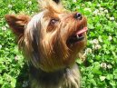 Ps� plemena:  > York��rsk� terier (Yorkshire Terrier)