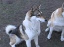Ps� plemena:  > Z�padosibi�sk� lajka (West Siberian Laika)