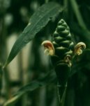 Z�zvor L�ka�sk�