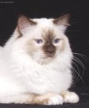 Ko�ky: Chovatelsk� rady > Zbarven� Chokolate point (Care of hair)