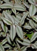 Zebr�na, Pruhovatka