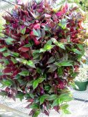 Pokojov� rostliny:  > Zebr�na, Pruhovatka (Zebrina pendula)